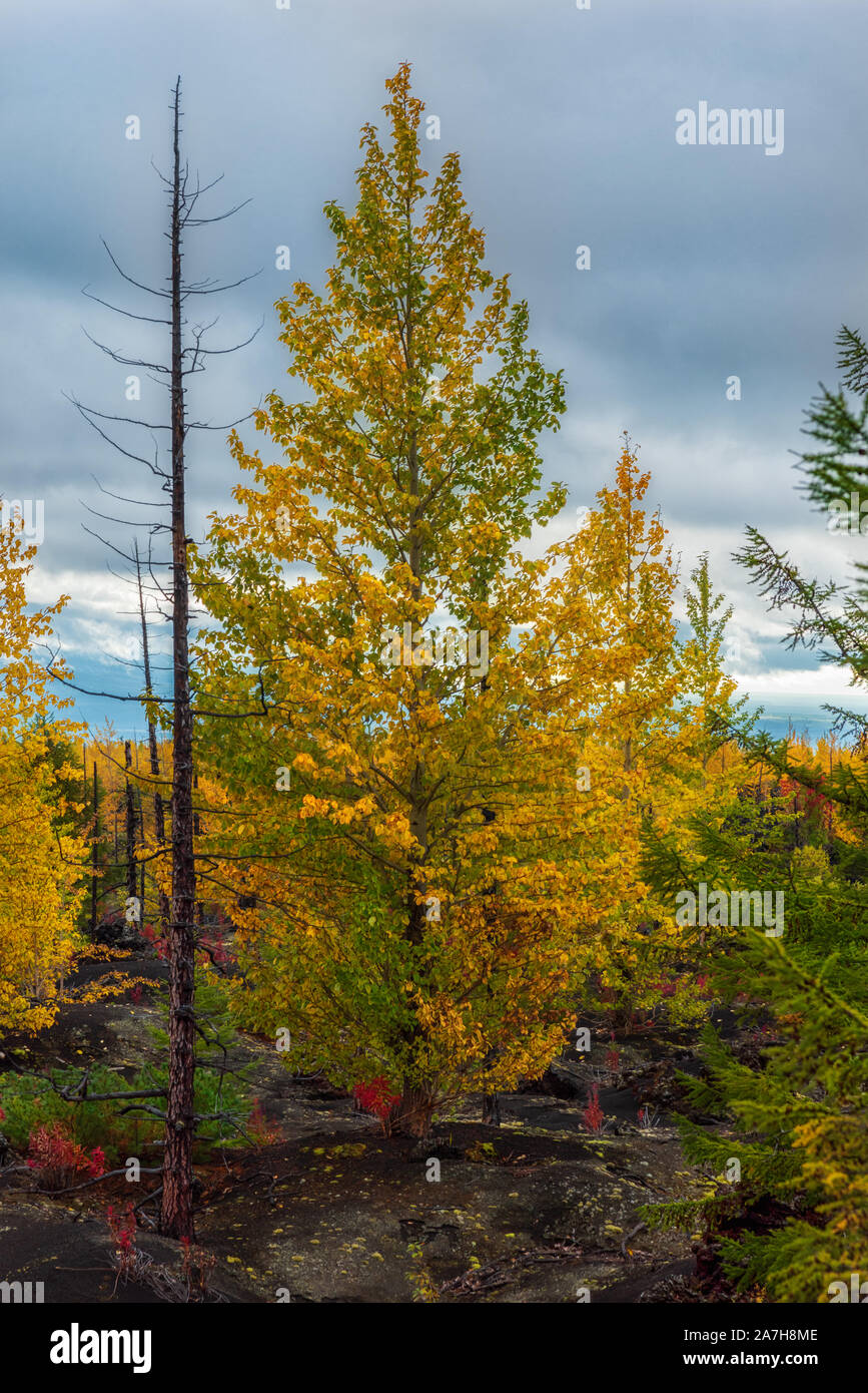 Paesaggio autunnale nella foresta di morti, dopo l eruzione del vulcano Tolbachik. La Kamchatka, Russia. Foto Stock