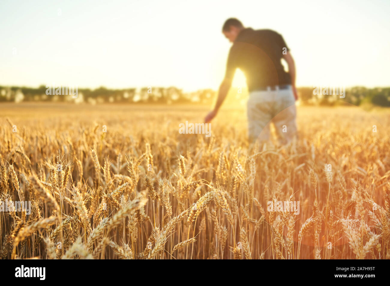 Campo di grano. Spighe di grano dorato. Bel Tramonto paesaggio. Sfondo di orecchie di maturazione. Mature del raccolto di cereali. closeup Foto Stock