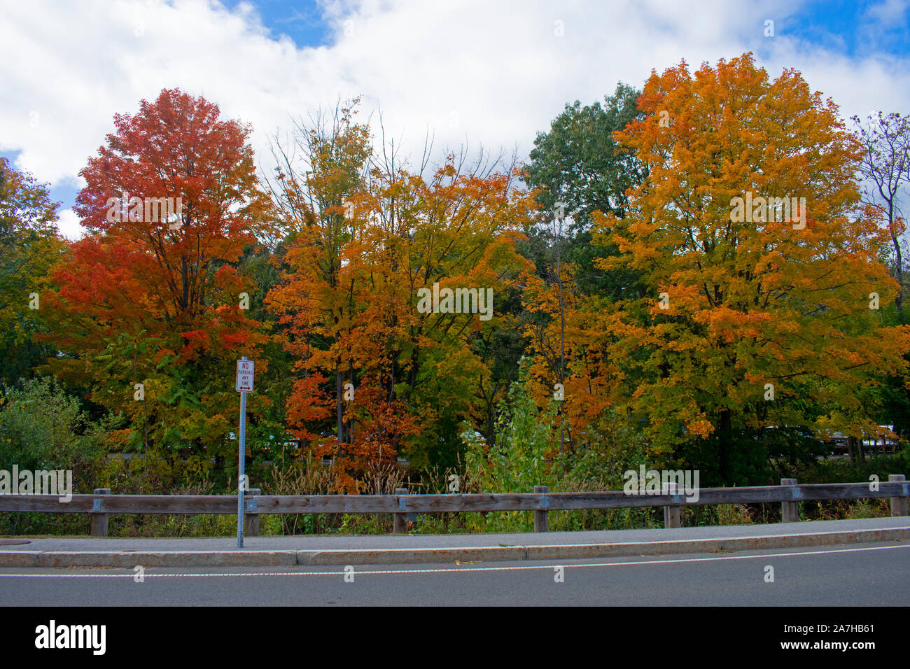 Una varietà di fogliame di autunno mostra loro le esplosioni di colore in Arlington, Massachusetts -03 Foto Stock