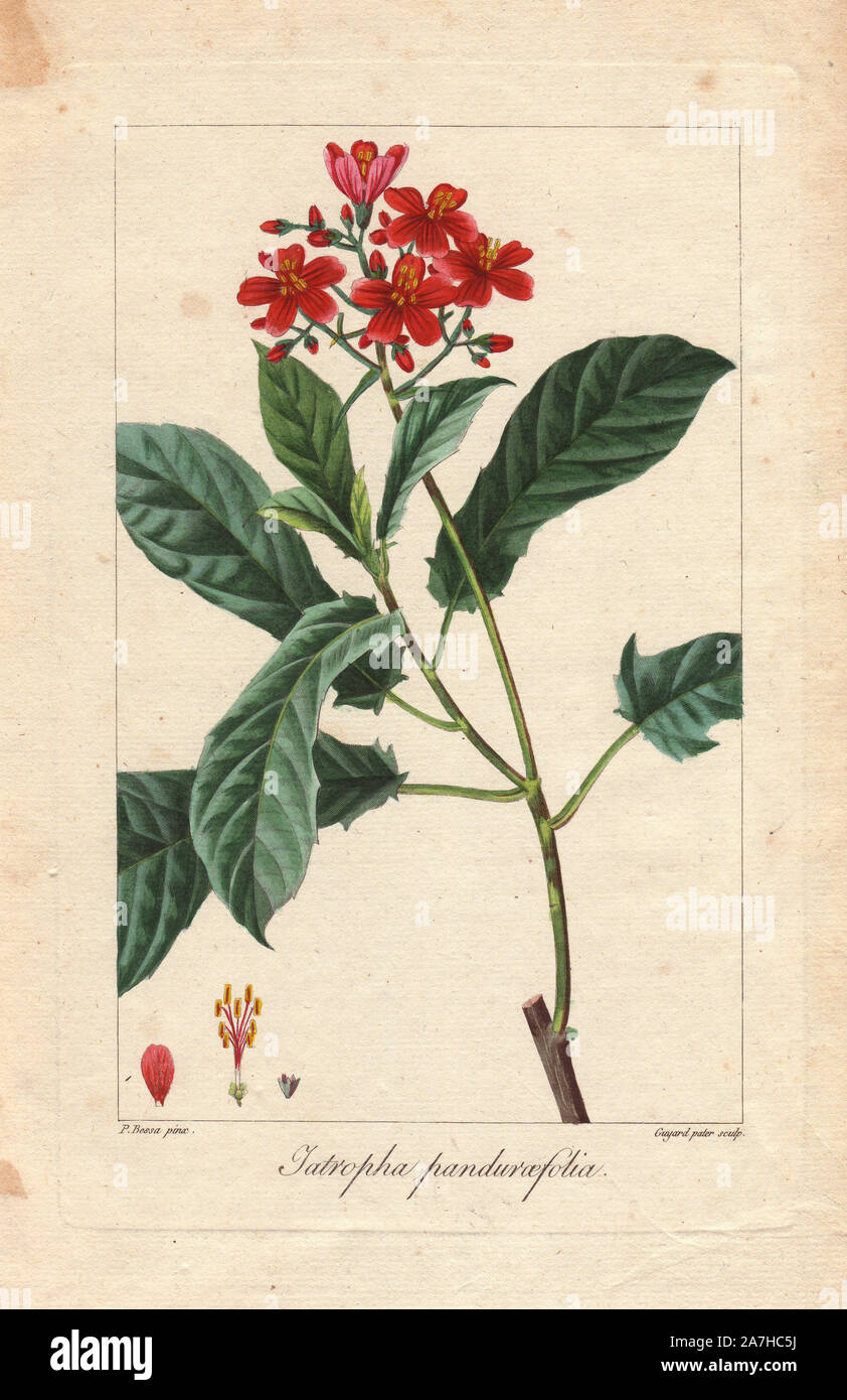 Fiddlehead jatropha, Jatropha pandurifolia. Imbianchini Handcolored incisione su rame di Guyard Pater da una illustrazione botanica da Pancrace Bessa da mordenzante de launay 'Herbier General de l'amatoriale,' Audot, Parigi, 1820. L'Herbier è stato pubblicato dal 1810 al 1827 e modificati da mordenzante de launay e Loiseleur-Deslongchamps. Bessa (1772-1830S), insieme con La Redoute e Turpin, è considerato uno dei maggiori botanici francese di artisti del XIX secolo. Foto Stock