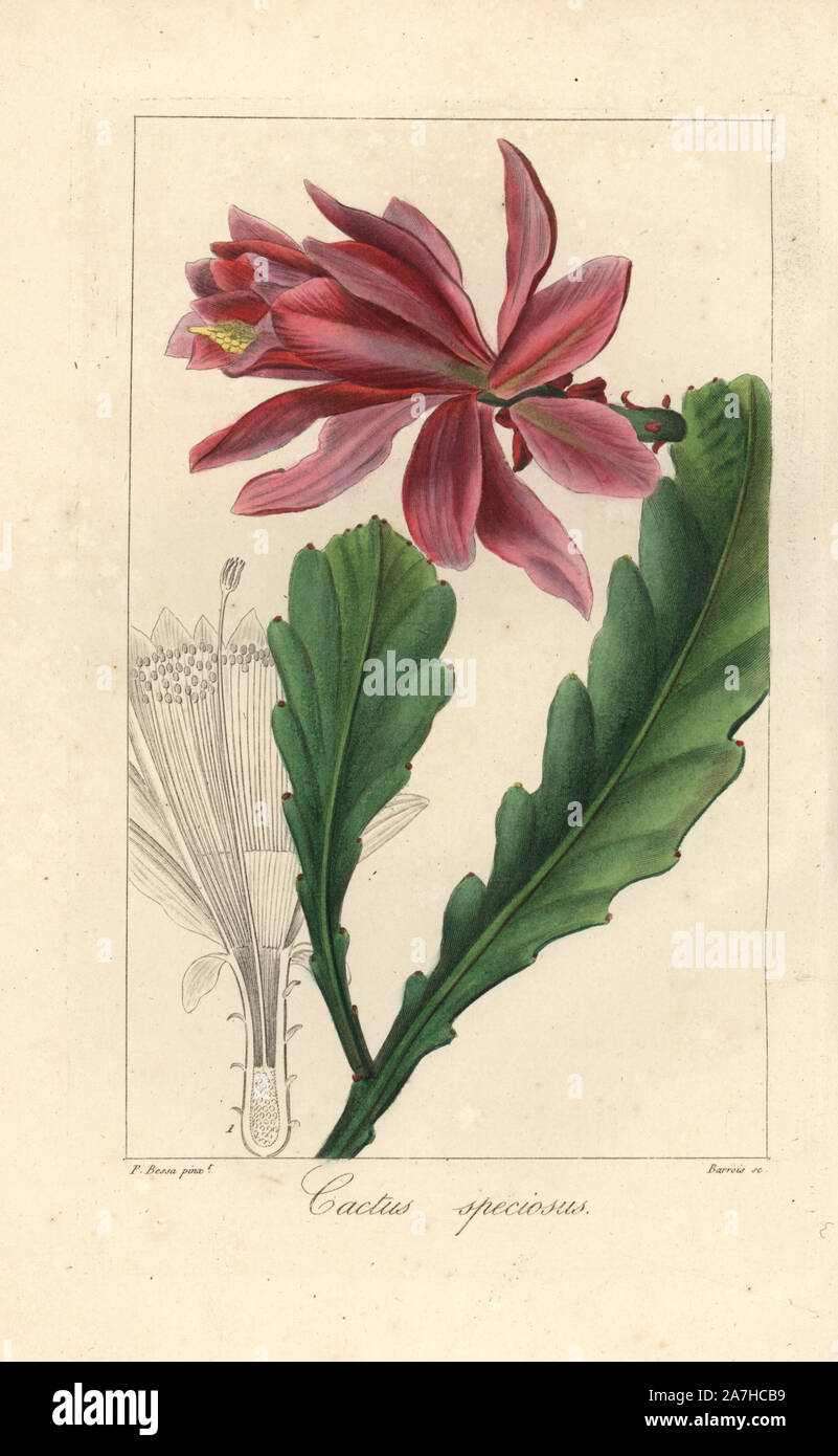 Orchid cactus, Disocactus speciosus, nativo di America. Imbianchini Handcolored incisione su rame di Barrois da una illustrazione botanica da Pancrace Bessa da mordenzante de launay 'Herbier General de l'amatoriale,' Audot, Parigi, 1820. L'Herbier è stato pubblicato dal 1810 al 1827 e modificati da mordenzante de launay e Loiseleur-Deslongchamps. Bessa (1772-1830S), insieme con La Redoute e Turpin, è considerato uno dei maggiori botanici francese di artisti del XIX secolo. Foto Stock