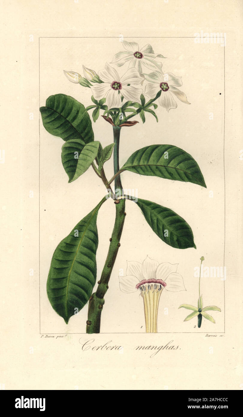 Mare mango, Cerbera manghas, nativo per le Seychelles e isole dell'Oceano Indiano. Imbianchini Handcolored incisione su rame di Barrois da una illustrazione botanica da Pancrace Bessa da mordenzante de launay 'Herbier General de l'amatoriale,' Audot, Parigi, 1820. L'Herbier è stato pubblicato dal 1810 al 1827 e modificati da mordenzante de launay e Loiseleur-Deslongchamps. Bessa (1772-1830S), insieme con La Redoute e Turpin, è considerato uno dei maggiori botanici francese di artisti del XIX secolo. Foto Stock