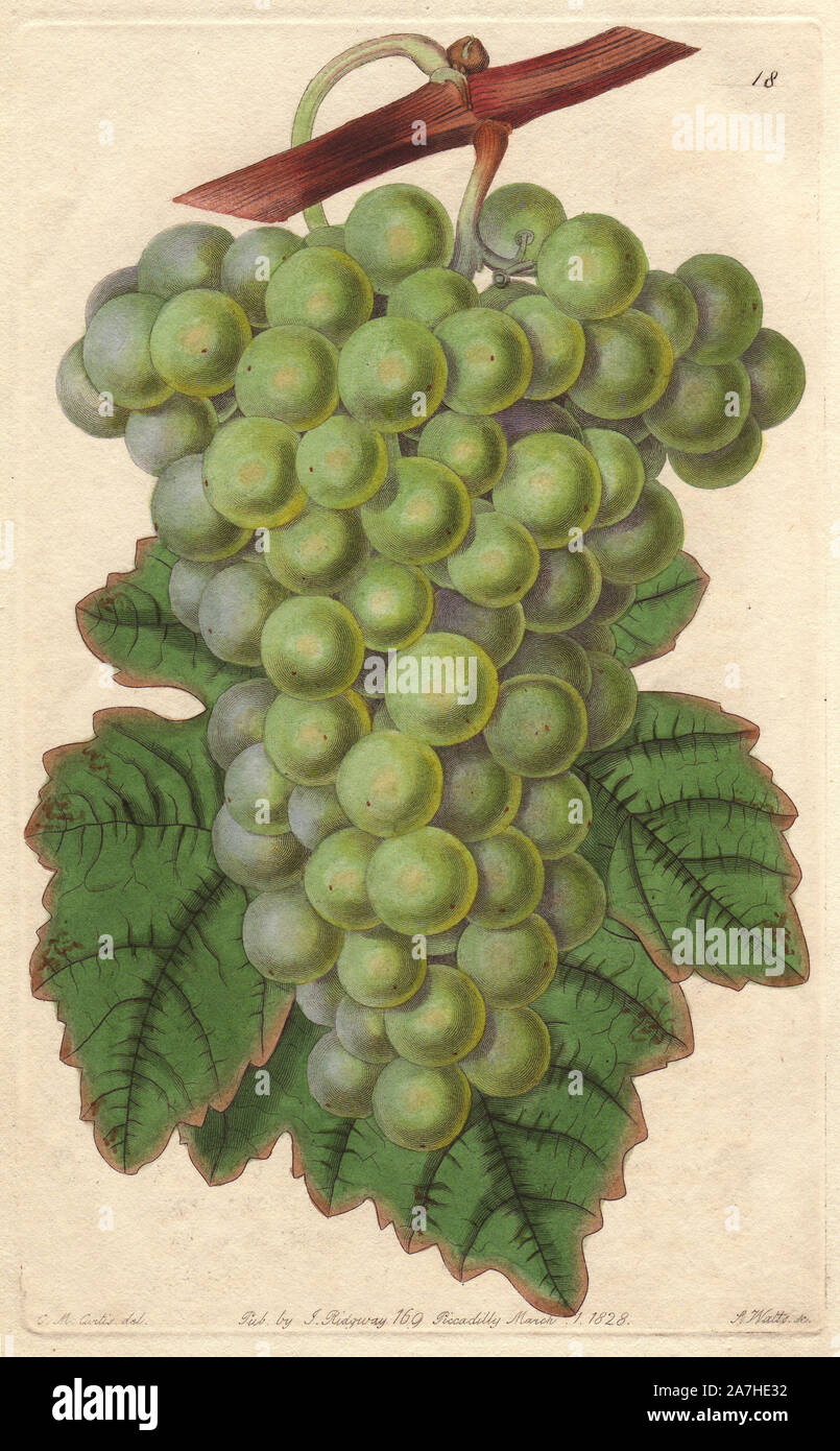Comune di uve moscato, Vitis rotundifolia. Handcolored incisione su rame da S. Watts da una illustrazione botanica di C.M. Curtis da John Lindley "Rivista Filatelica curata da Giovanni Giannelli," James Ridgway, Londra, 1828. La rivista è stata pubblicata in tre volumi da 1828 a 1830 e interrotto in corrispondenza della piastra 152 a causa di una disputa tra i redattori. Lindley (1795-1865) era un botanico inglese e giardiniere che ha pubblicato libri sulle rose, orchidee, e frutta. Foto Stock