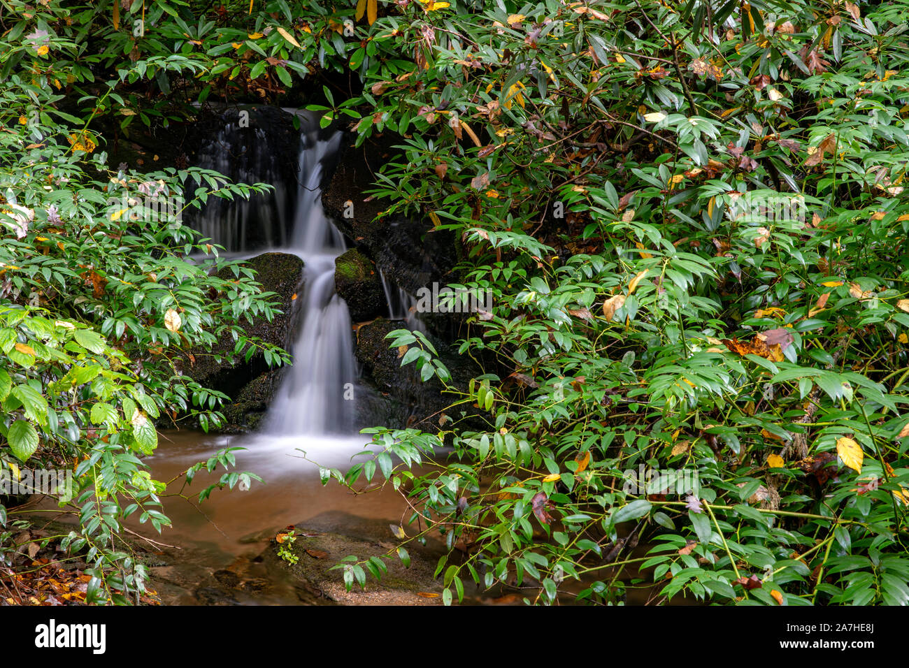 Piccole cascate nascoste su Sycamore Cove Trail, Pisgah National Forest, Brevard, North Carolina, STATI UNITI D'AMERICA Foto Stock