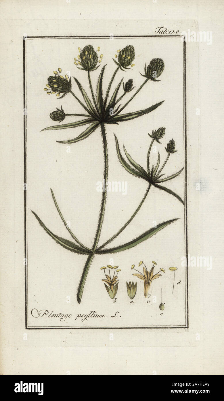 Psillio o ispaghula, planzago psillio, nativo di Europa e Asia. Handcolored calcografia incisione botanica da Johannes Zorn "Afbeelding der Artseny-Gewassen", Jan Christiaan Sepp, Amsterdam, 1796. Zorn pubblicato per la prima volta il suo medico illustrato botanica di Norimberga nel 1780 con 500 lastre ed una versione olandese seguita nel 1796 pubblicato da J.C. Sepp con un ulteriore 100 piastre. Zorn (1739-1799) era un tedesco il farmacista e botanico che ha raccolto le piante medicinali provenienti da tutta Europa per il suo "Icones plantarum medicinalium' per oncia e medici. Foto Stock