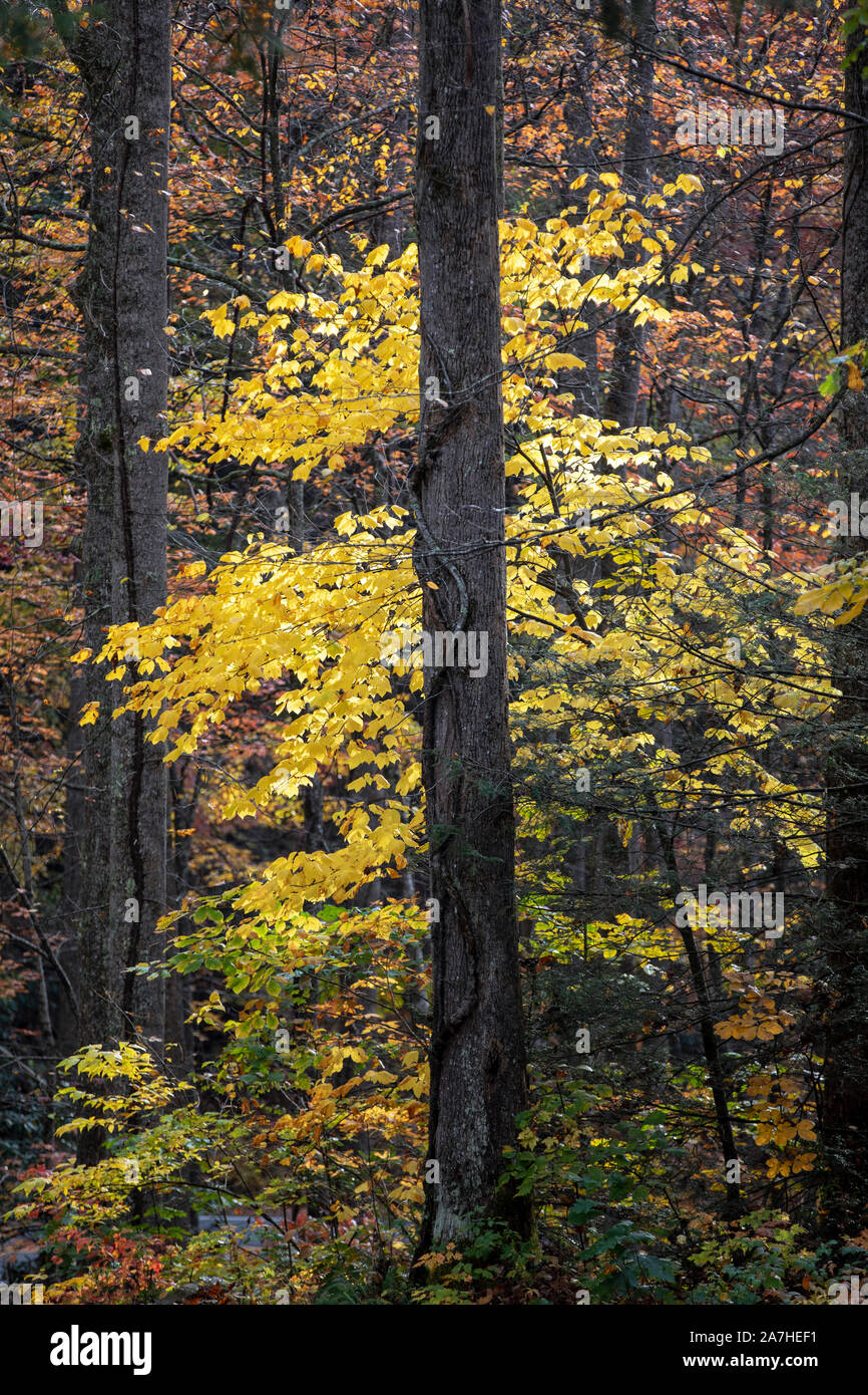 Vivace fogliame giallo nella foresta nazionale di Pisgah, Brevard, North Carolina, STATI UNITI D'AMERICA Foto Stock