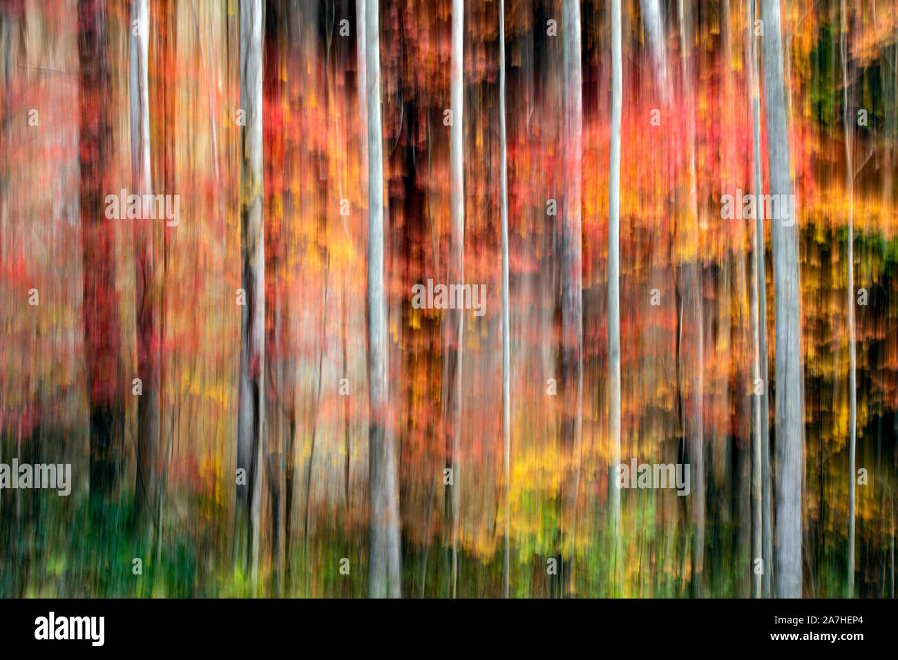 Abstract pittorica di motion blur di vivaci colori autunnali nella foresta nazionale di Pisgah, Brevard, North Carolina, STATI UNITI D'AMERICA Foto Stock