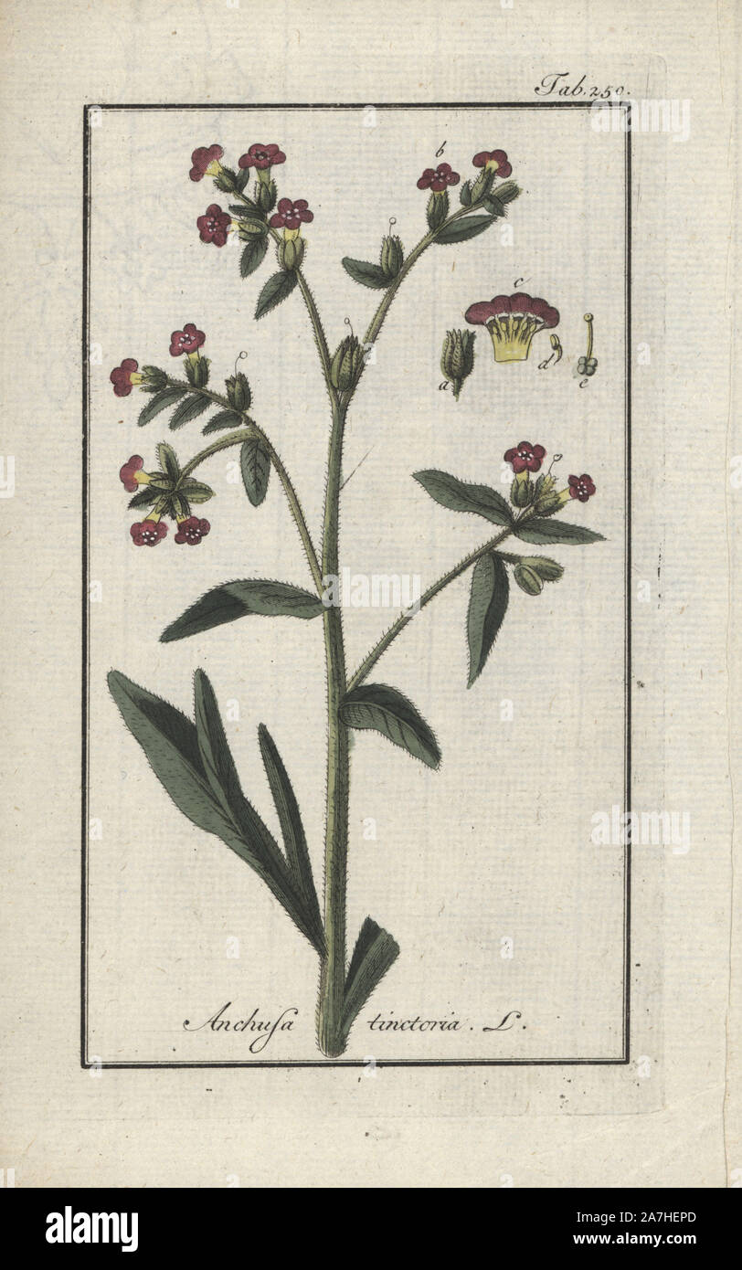 Dyer's bugloss, Alkanna tinctoria. Handcolored calcografia incisione botanica da Johannes Zorn "Afbeelding der Artseny-Gewassen", Jan Christiaan Sepp, Amsterdam, 1796. Zorn pubblicato per la prima volta il suo medico illustrato botanica di Norimberga nel 1780 con 500 lastre ed una versione olandese seguita nel 1796 pubblicato da J.C. Sepp con un ulteriore 100 piastre. Zorn (1739-1799) era un tedesco il farmacista e botanico che ha raccolto le piante medicinali provenienti da tutta Europa per il suo "Icones plantarum medicinalium' per oncia e medici. Foto Stock