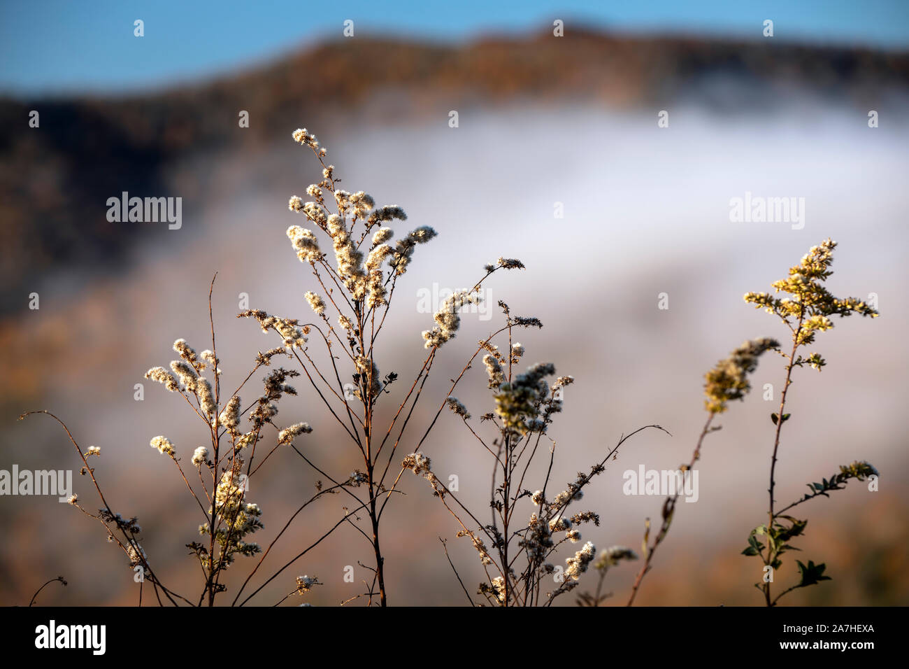 Secchi erbe battente su Blue Ridge Parkway, nei pressi di Asheville, North Carolina, STATI UNITI D'AMERICA Foto Stock