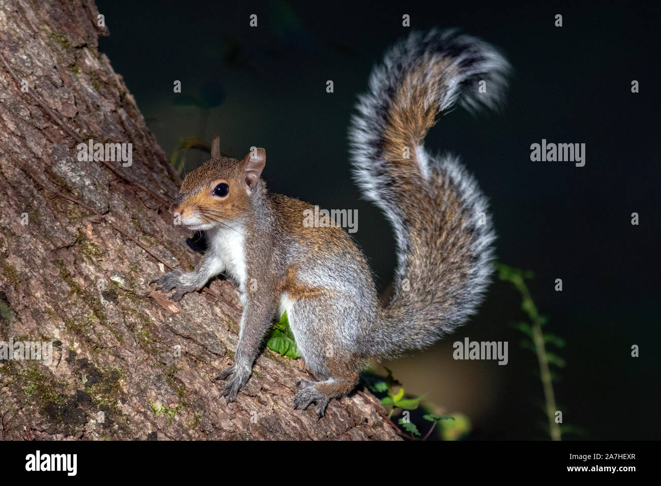 Grigio orientale scoiattolo (Sciurus carolinensis) - Brevard, North Carolina, STATI UNITI D'AMERICA Foto Stock