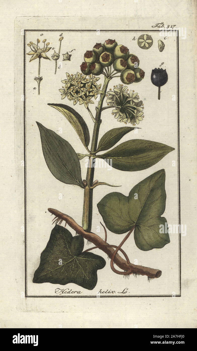 Comune di edera, Hedera helix, mostrando le foglie e bacche. Handcolored calcografia incisione botanica da Johannes Zorn "Afbeelding der Artseny-Gewassen", Jan Christiaan Sepp, Amsterdam, 1796. Zorn pubblicato per la prima volta il suo medico illustrato botanica di Norimberga nel 1780 con 500 lastre ed una versione olandese seguita nel 1796 pubblicato da J.C. Sepp con un ulteriore 100 piastre. Zorn (1739-1799) era un tedesco il farmacista e botanico che ha raccolto le piante medicinali provenienti da tutta Europa per il suo "Icones plantarum medicinalium' per oncia e medici. Foto Stock