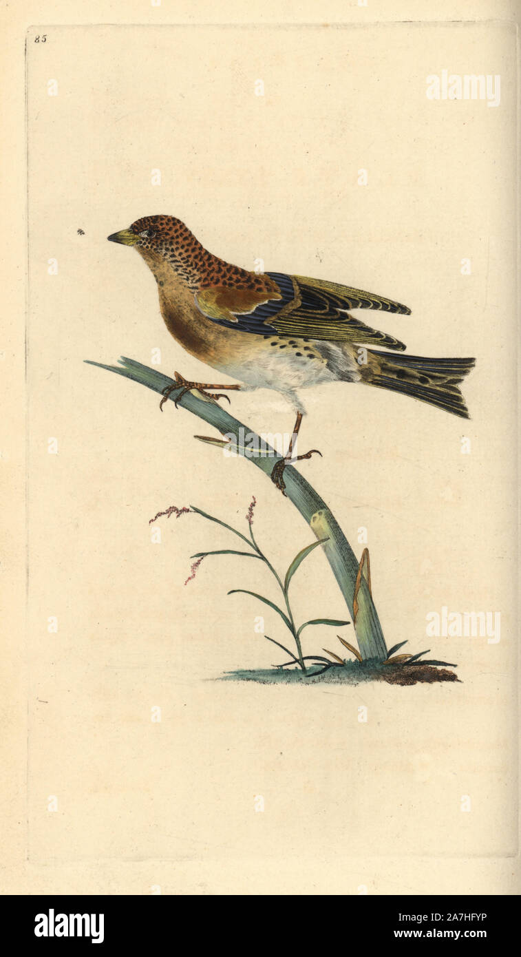 Brambling, Fringilla montifringilla. Copperplate Handcolored disegnato e inciso da Edward Donovan dalla sua "Storia naturale di uccelli britannico", Londra, 1794-1819. Edward Donovan (1768-1837) era un dilettante anglo-irlandese dello zoologo, scrittore, artista ed incisore. Egli ha scritto ed illustrato una serie di volumi di uccelli, pesci e conchiglie di insetti, aprì il suo museo di storia naturale di Londra, ma in seguito cadde su hard times e morì senza un soldo. Foto Stock