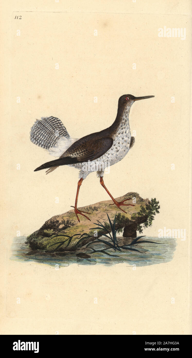 Gambo rosso, Tringa totanus. Copperplate Handcolored disegnato e inciso da Edward Donovan dalla sua "Storia naturale di uccelli britannico", Londra, 1794-1819. Edward Donovan (1768-1837) era un dilettante anglo-irlandese dello zoologo, scrittore, artista ed incisore. Egli ha scritto ed illustrato una serie di volumi di uccelli, pesci e conchiglie di insetti, aprì il suo museo di storia naturale di Londra, ma in seguito cadde su hard times e morì senza un soldo. Foto Stock