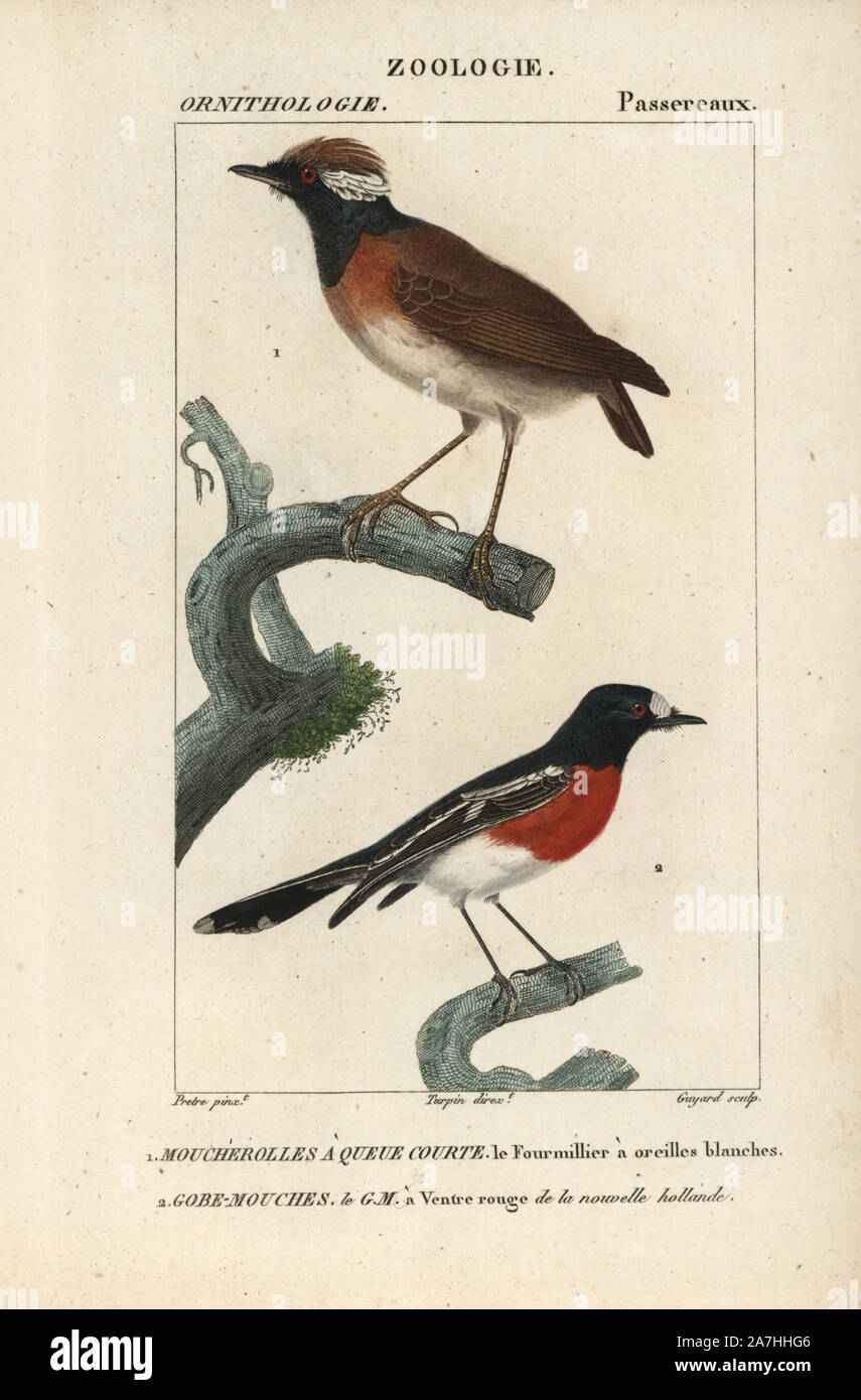 Chestnut-belted gnateater, Conopophaga aurita, e fiamma robin, Petroica phoenicea (vicino a rischio). Handcolored calcografia incisione imbianchini da Dumont de Sainte-Croix's 'dictionary di scienze naturali: Ornitologia", Parigi, Francia, 1816-1830. Illustrazione di J. G. Pretre, inciso da Guyard, diretta da Pierre Jean-Francois Turpin, e pubblicato da F.G. Levrault. Jean Gabriel Pretre (17801845) era pittore di storia naturale a Imperatrice Josephine's zoo e divenne in seguito un artista al Museo di Storia Naturale. Turpin (1775-1840) è considerato uno dei più grandi francese illustratori botanici Foto Stock