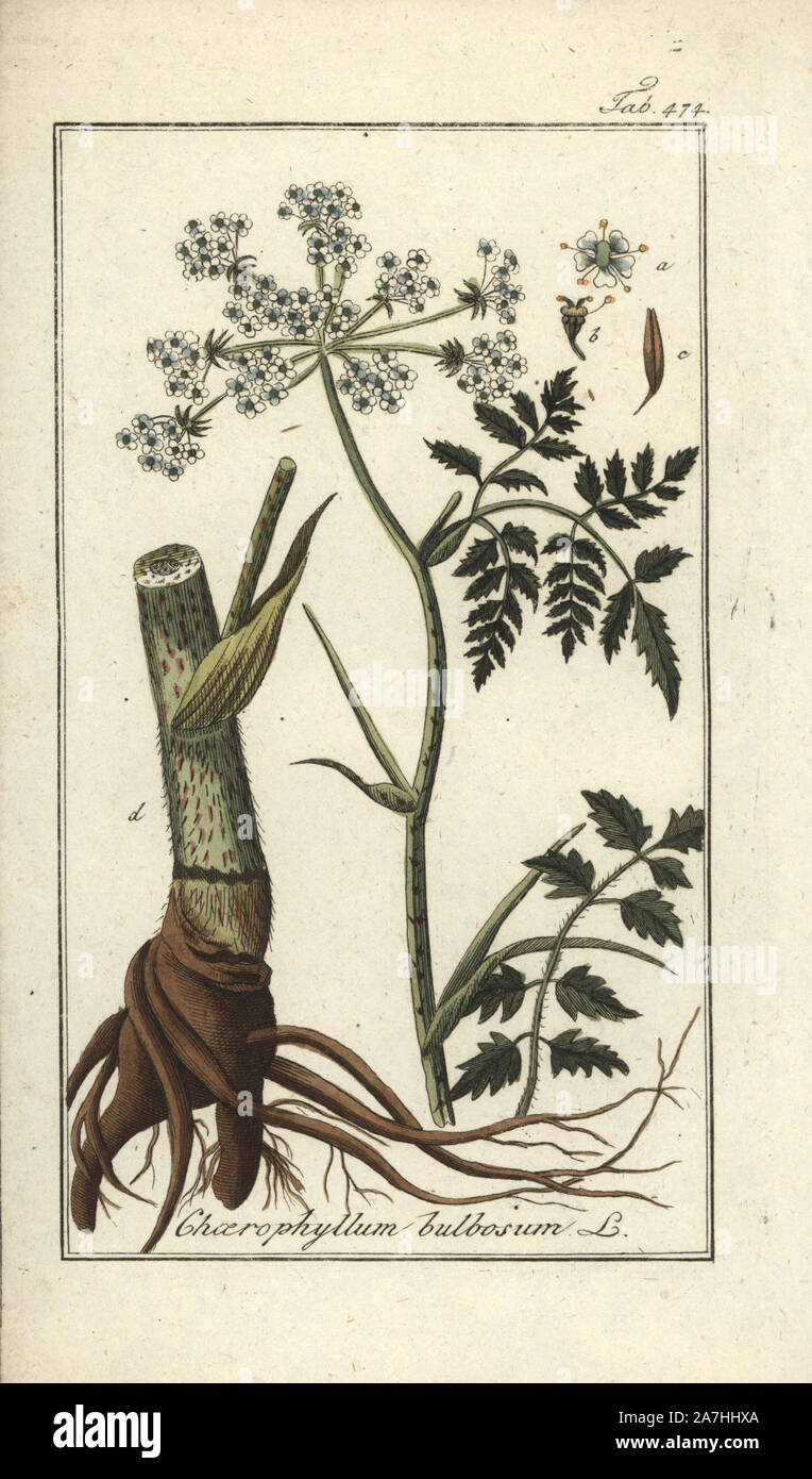 Cerfoglio a bulbo, Chaerophyllum bulbosum. Handcolored calcografia incisione botanica da Johannes Zorn "Afbeelding der Artseny-Gewassen", Jan Christiaan Sepp, Amsterdam, 1796. Zorn pubblicato per la prima volta il suo medico illustrato botanica di Norimberga nel 1780 con 500 lastre ed una versione olandese seguita nel 1796 pubblicato da J.C. Sepp con un ulteriore 100 piastre. Zorn (1739-1799) era un tedesco il farmacista e botanico che ha raccolto le piante medicinali provenienti da tutta Europa per il suo "Icones plantarum medicinalium' per oncia e medici. Foto Stock