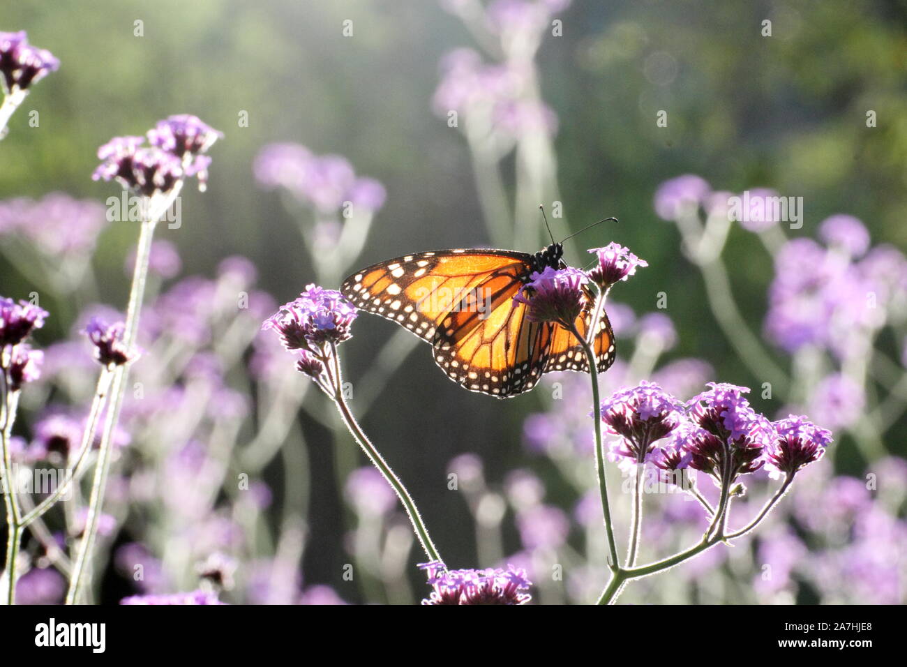 Dettaglio della farfalla delicata in posa di fiori viola Foto Stock