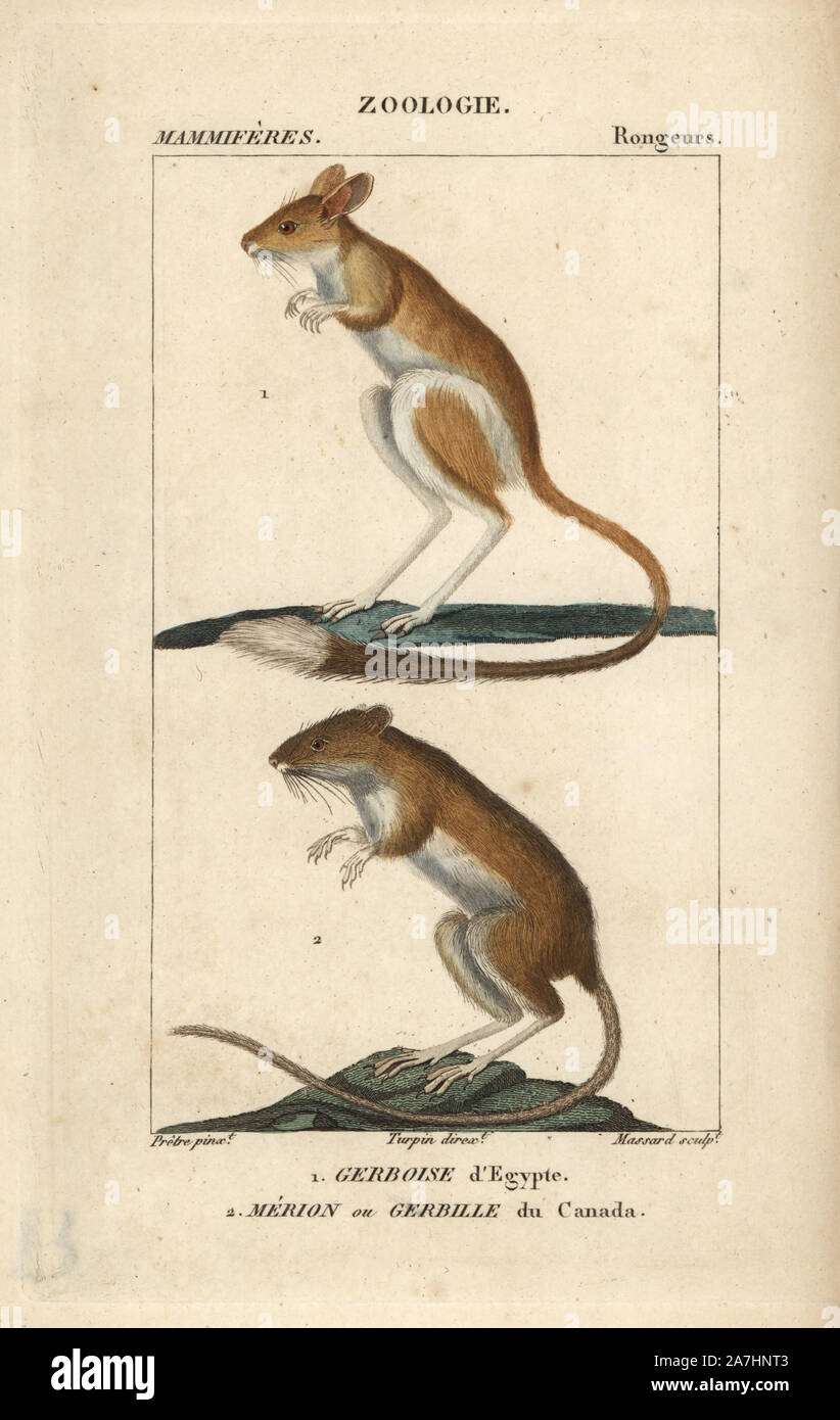 Minore jerboa egiziano, Jaculus jaculus e prato jumping mouse, hudsonius Zapus. Handcolored calcografia incisione imbianchini da Frederic Cuvier's 'dictionary di scienze naturali: mammiferi", Parigi, Francia, 1816. Illustrazione di J. G. Pretre, inciso da Massard, diretta da Pierre Jean-Francois Turpin, e pubblicato da F.G. Levrault. Jean Gabriel Pretre (17801845) era pittore di storia naturale a Imperatrice Josephine's zoo e divenne in seguito un artista al Museo di Storia Naturale. Turpin (1775-1840) è considerato uno dei più grandi francese illustratori botanici del XIX secolo. Foto Stock