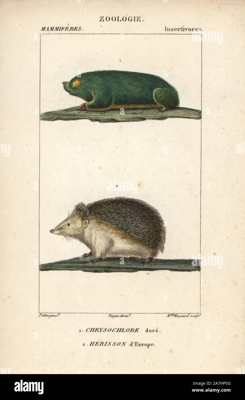 Cape golden mole, Chrysochloris Asiatica e Europea Riccio, Erinaceus europaeus. Handcolored calcografia incisione imbianchini da Frederic Cuvier's 'dictionary di scienze naturali: mammiferi", Parigi, Francia, 1816. Illustrazione di J. G. Pretre, inciso da Madame Massard, diretta da Pierre Jean-Francois Turpin, e pubblicato da F.G. Levrault. Jean Gabriel Pretre (17801845) era pittore di storia naturale a Imperatrice Josephine's zoo e divenne in seguito un artista al Museo di Storia Naturale. Turpin (1775-1840) è considerato uno dei più grandi francese illustratori botanici del XIX secolo. Foto Stock