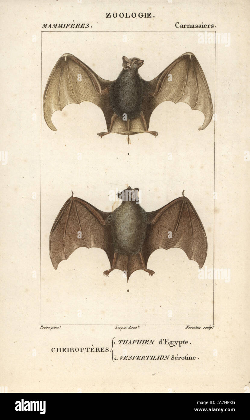 Tomba egizia bat, Taphozous perforatus, subedema bat, Eptesicus serotinus. Handcolored calcografia incisione imbianchini da Frederic Cuvier's 'dictionary di scienze naturali: mammiferi", Parigi, Francia, 1816. Illustrazione di J. G. Pretre, inciso da Forestier, diretta da Pierre Jean-Francois Turpin, e pubblicato da F.G. Levrault. Jean Gabriel Pretre (17801845) era pittore di storia naturale a Imperatrice Josephine's zoo e divenne in seguito un artista al Museo di Storia Naturale. Turpin (1775-1840) è considerato uno dei più grandi francese illustratori botanici del XIX secolo. Foto Stock