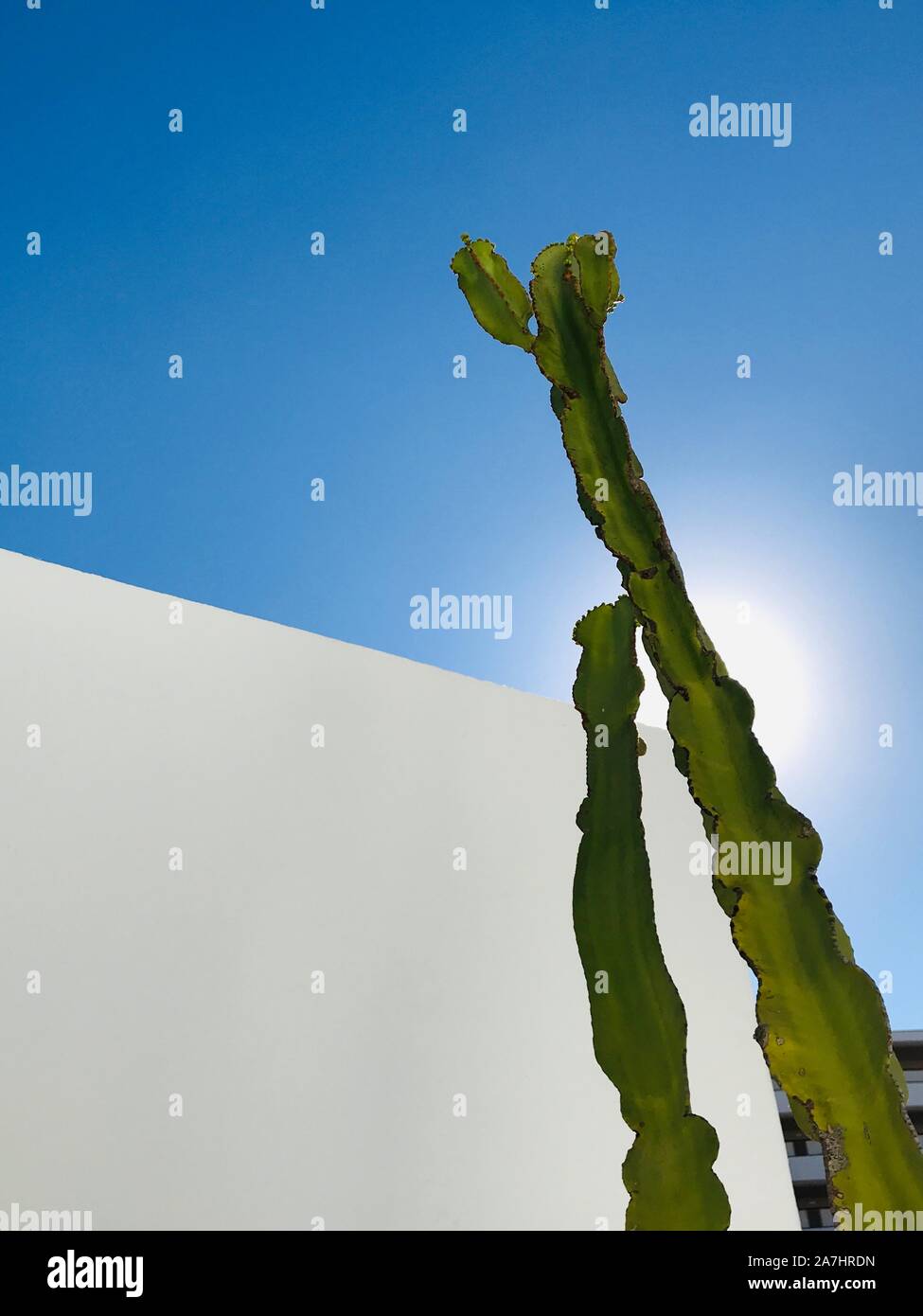 Cactus & muro bianco Foto Stock