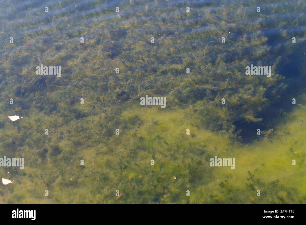Sotto le piante di acqua in una palude. Close up Foto Stock