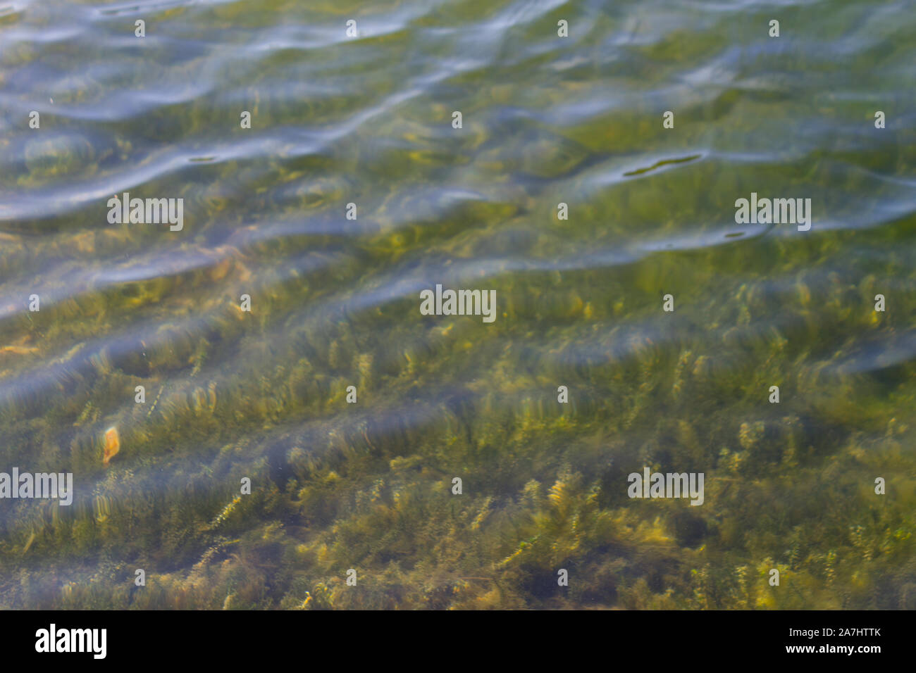 Sotto le piante di acqua in una palude. Close up Foto Stock