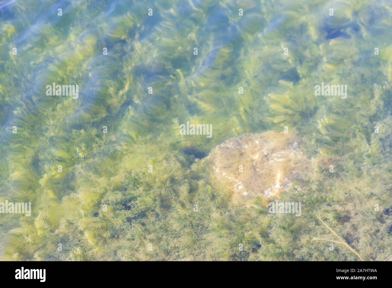 Sotto le piante di acqua in una palude. Close up Foto Stock