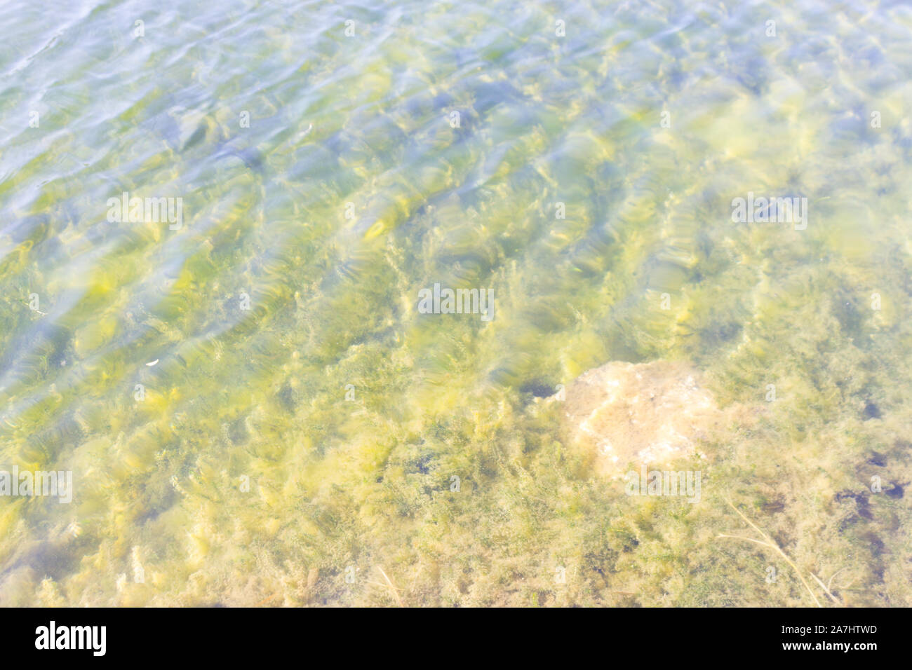 Sotto le piante di acqua in una palude. Close up Foto Stock