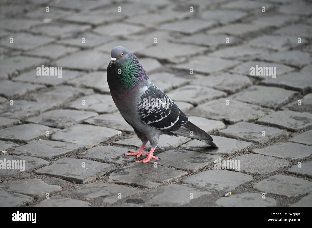 Il piccione comune vivere nel centro di Roma Foto Stock