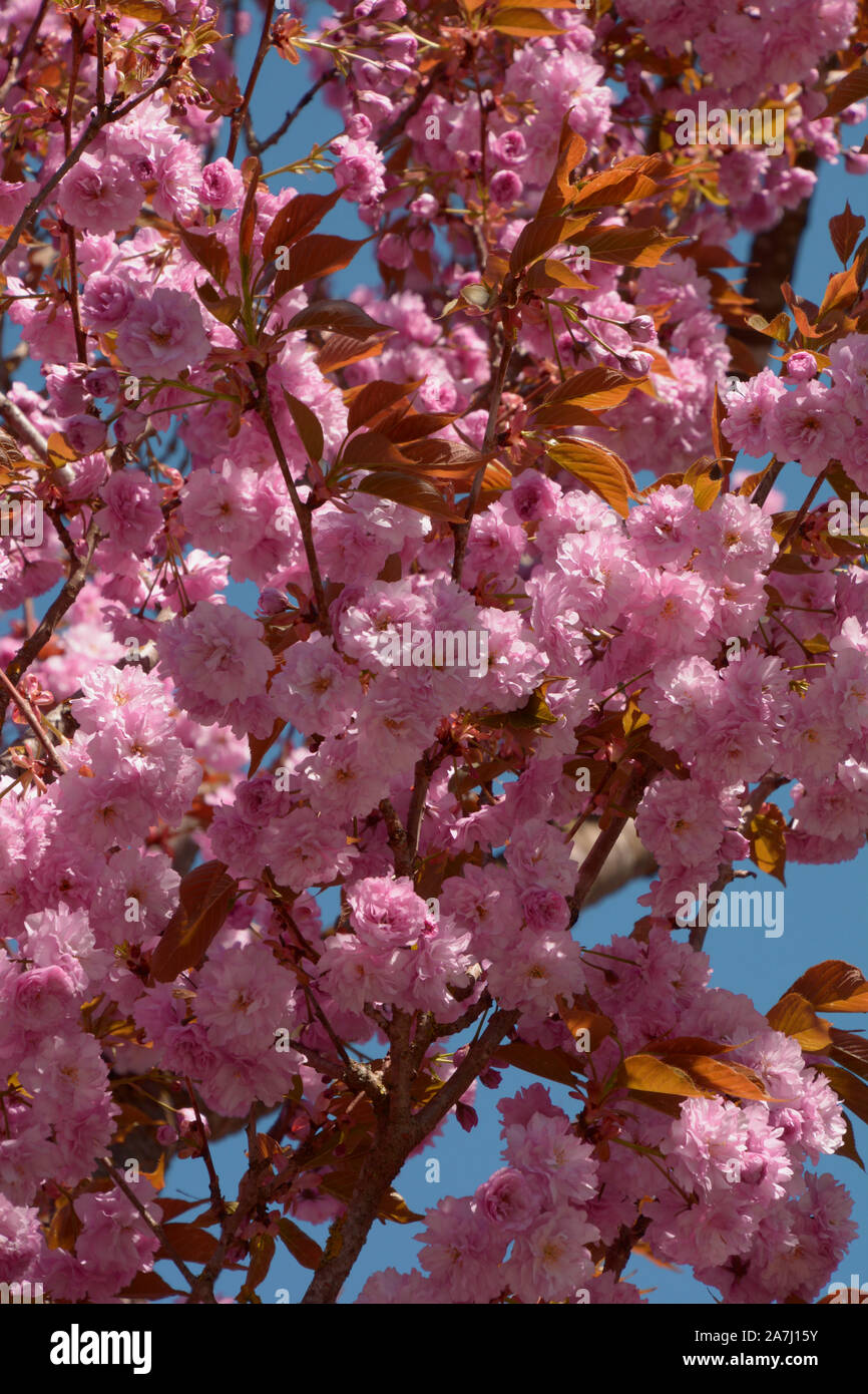 Albero di rosa fiori di Prunus serrulata o ciliegia giapponese o collina cherry in primavera sole orientale fiori di ciliegio sfondo Foto Stock