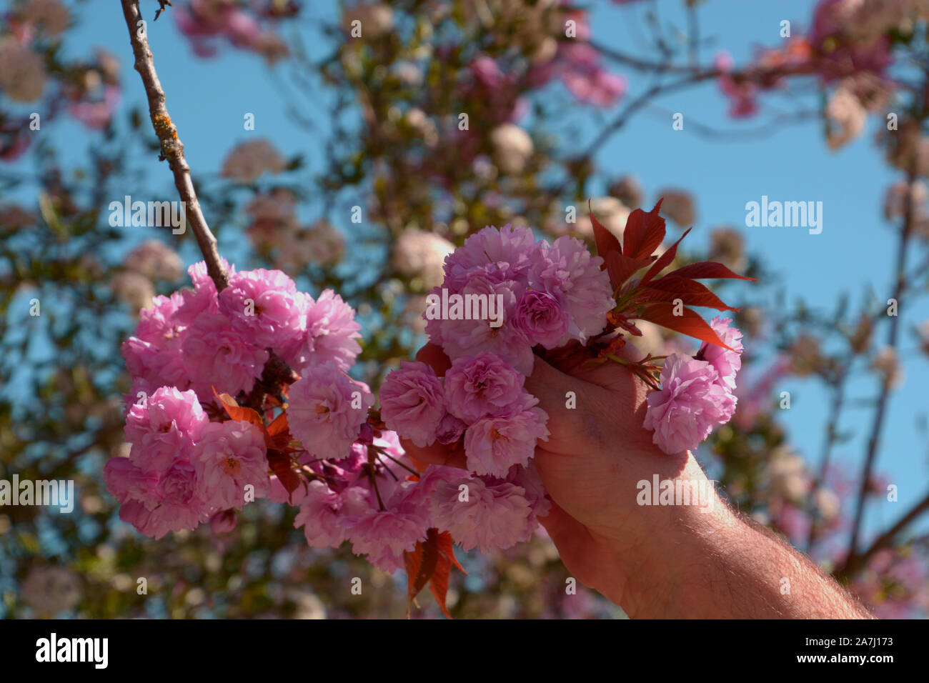 Tenere in mano il ramo di East Asian ciliegia con rosa Fiori doppi, maschio tenere in mano albero di rosa fiori di Prunus serrulata o ciliegia giapponese o collina cherry Foto Stock