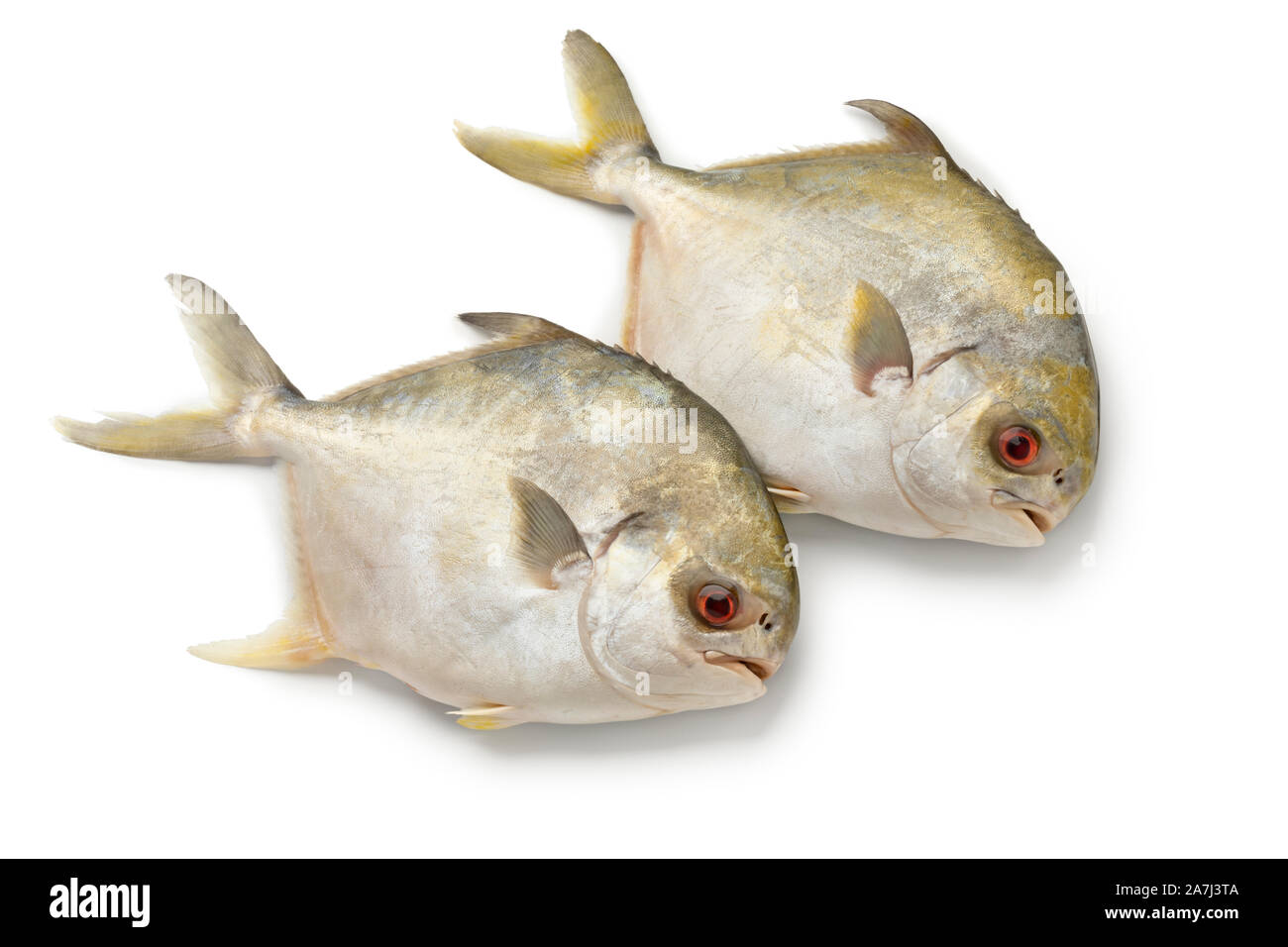 Coppia di crudo fresco golden pomfret pesci o i pesci castagna pesce isolato su sfondo bianco Foto Stock