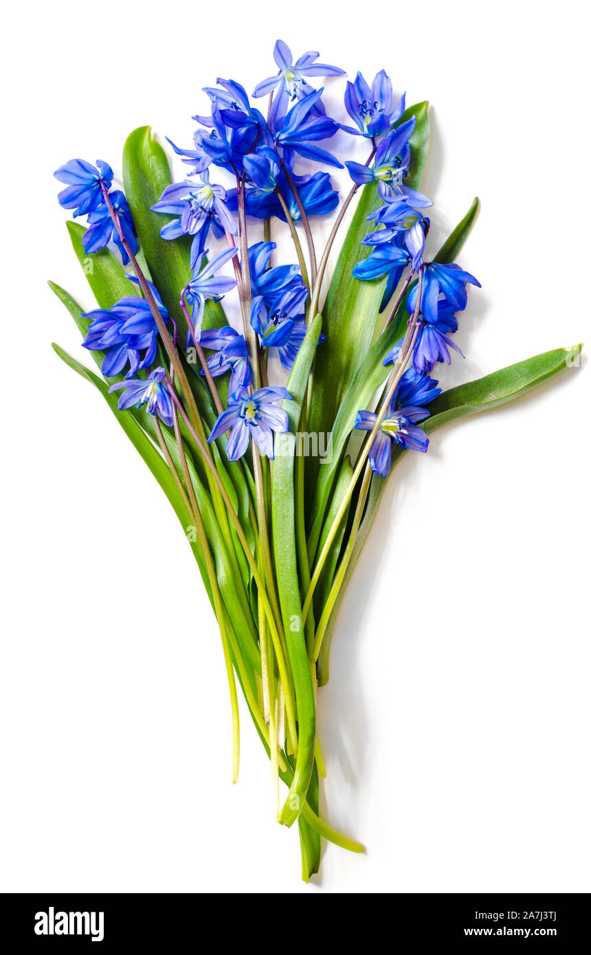 Snowdrops bouquet isolato su uno sfondo bianco Foto Stock