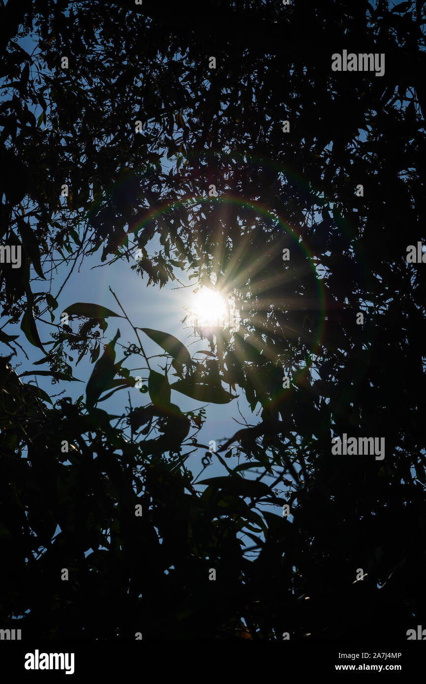 Sole brillante Visto attraverso foglie Foto Stock