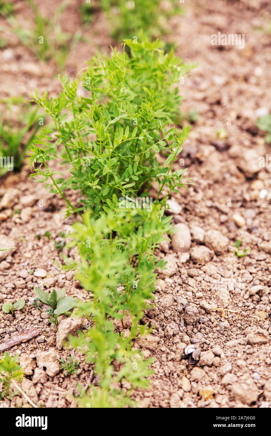 Giovani ecologico le lenticchie in un tedesco giardino, tiro verticale Foto Stock