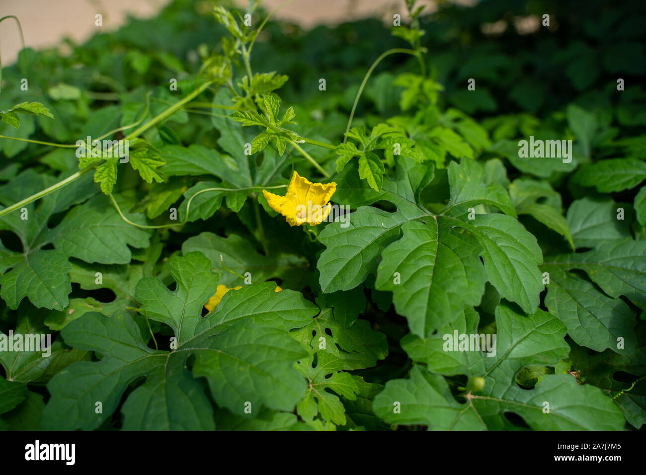Il melone amaro della vigna in giardino. Estate giornata soleggiata.due tipi diversi di Bitter melon vine Foto Stock