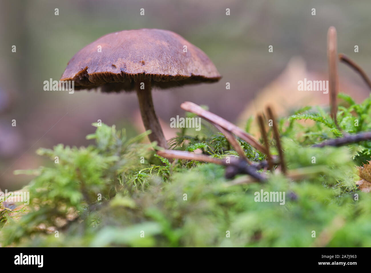 Pilz,fungo,giftig,veleno, Wald,Legno, Waldpilz,Herbst,Pilzzeit,natur,natura, Foto Stock