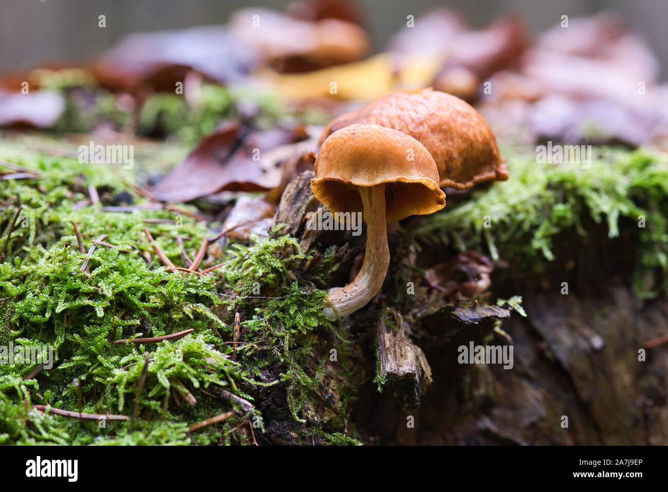 Pilz,fungo,giftig,veleno, Wald,Legno, Waldpilz,Herbst,Pilzzeit,natur,natura, Foto Stock