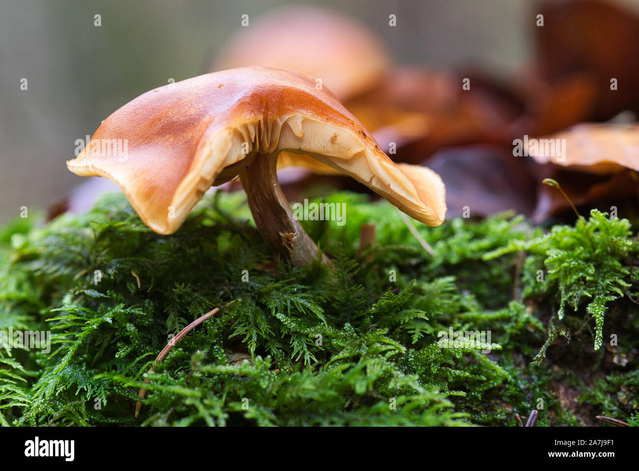 Pilz,fungo,giftig,veleno, Wald,Legno, Waldpilz,Herbst,Pilzzeit,natur,natura, Foto Stock