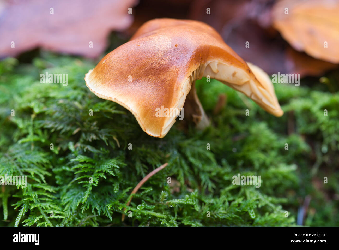 Pilz,fungo,giftig,veleno, Wald,Legno, Waldpilz,Herbst,Pilzzeit,natur,natura, Foto Stock