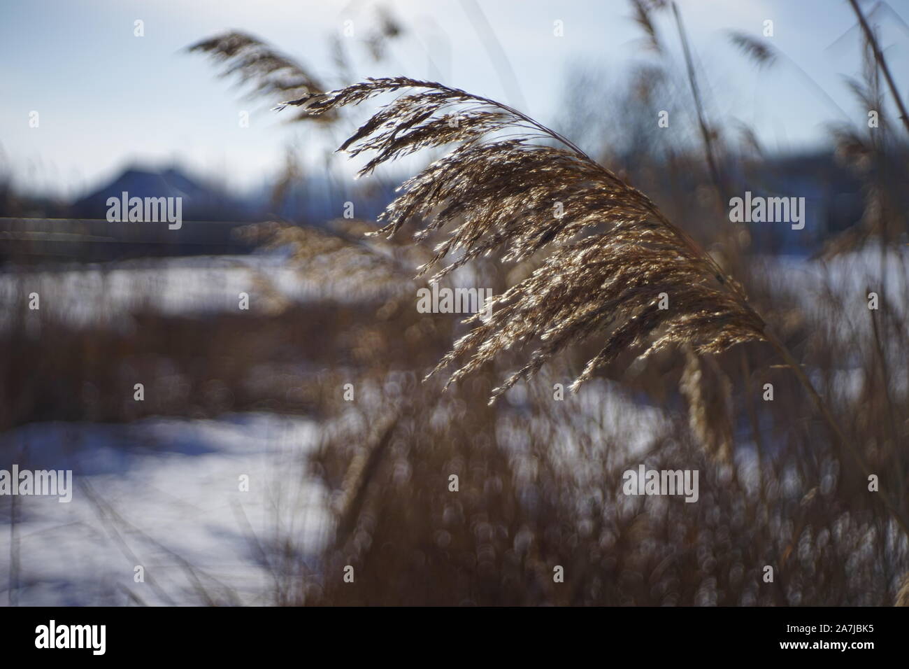 Paesaggio invernale. Reed marrone cresce dal fiume. Il pupazzo di neve bella giornata di sole Foto Stock