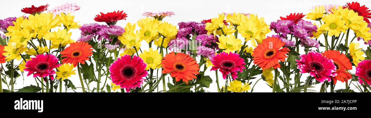 Panorama con varie specie di fiori nella parte anteriore del fondo bianco, crisantemi in rosso giallo viola e rosa Foto Stock