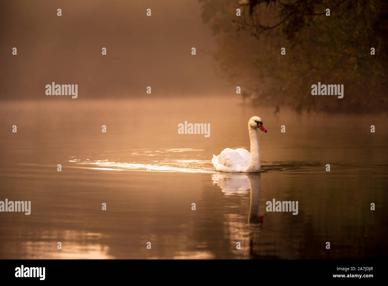 Nuotarono per nuotare nel fiume dorato. Nebbia e sunny morrning. Mattina autunnale. Nuotarono riflesso nell'acqua. Foto Stock