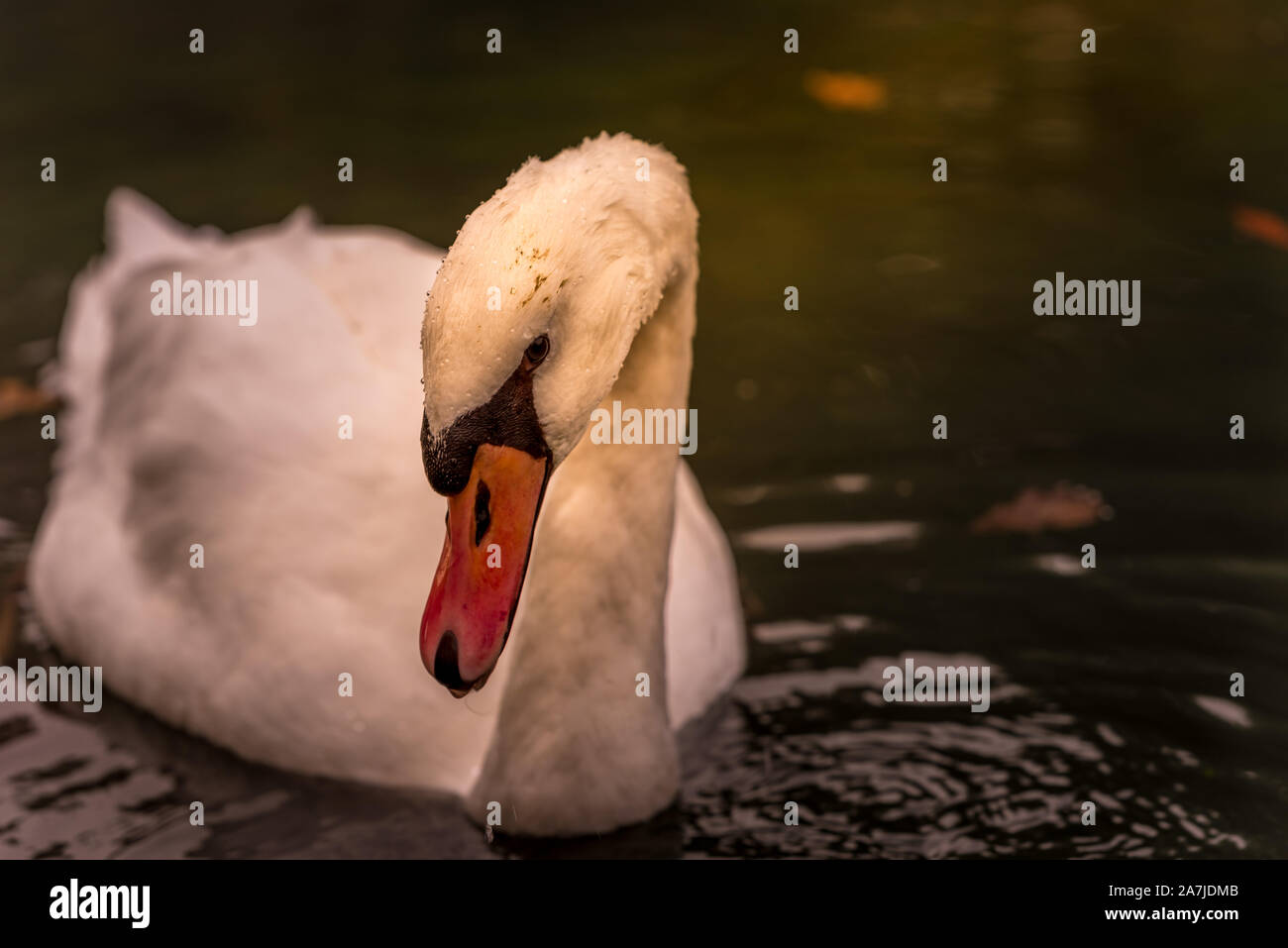 Soleggiato nuotato nuotare nel fiume. Nebbia e sunny morrning. Mattina autunnale. Close up. Foto Stock