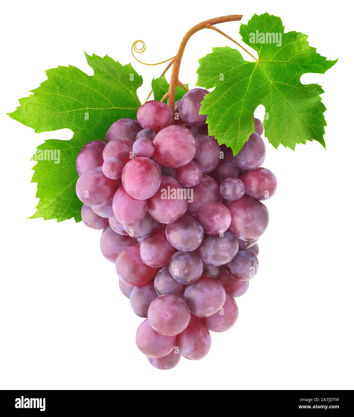 Isolati da uve a bacca rossa. Il ramo di vite con uva, foglie e viticci isolato su sfondo bianco con tracciato di ritaglio Foto Stock