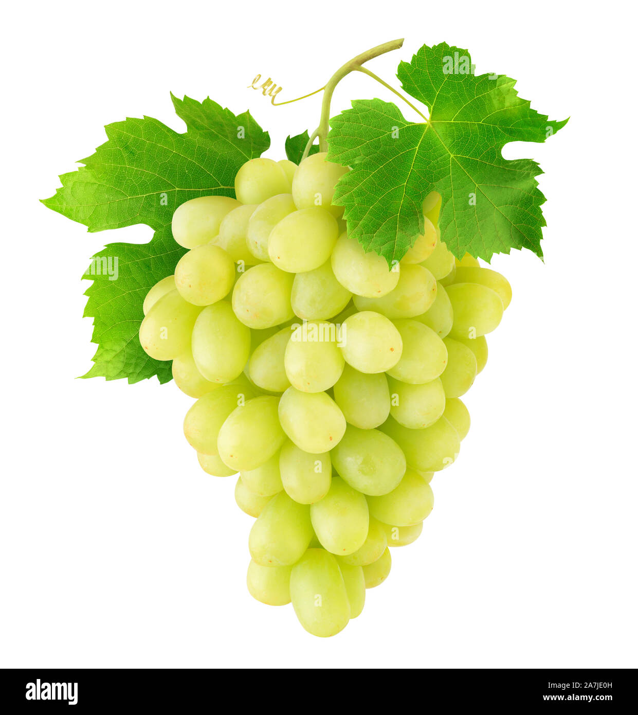 Uve isolato. Mazzetto di Thompson bianco tavola uva appeso su un vitigno isolato su sfondo bianco con tracciato di ritaglio Foto Stock