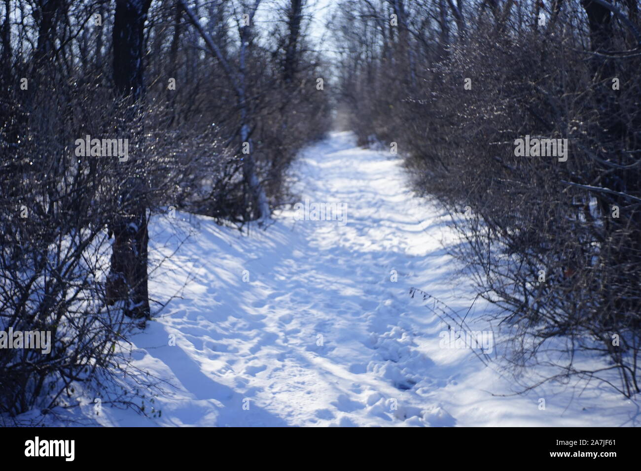 Inverno foresta con una strada innevata. Alberi e rami nel ghiaccio. Sunny frosty giorno. Foto Stock