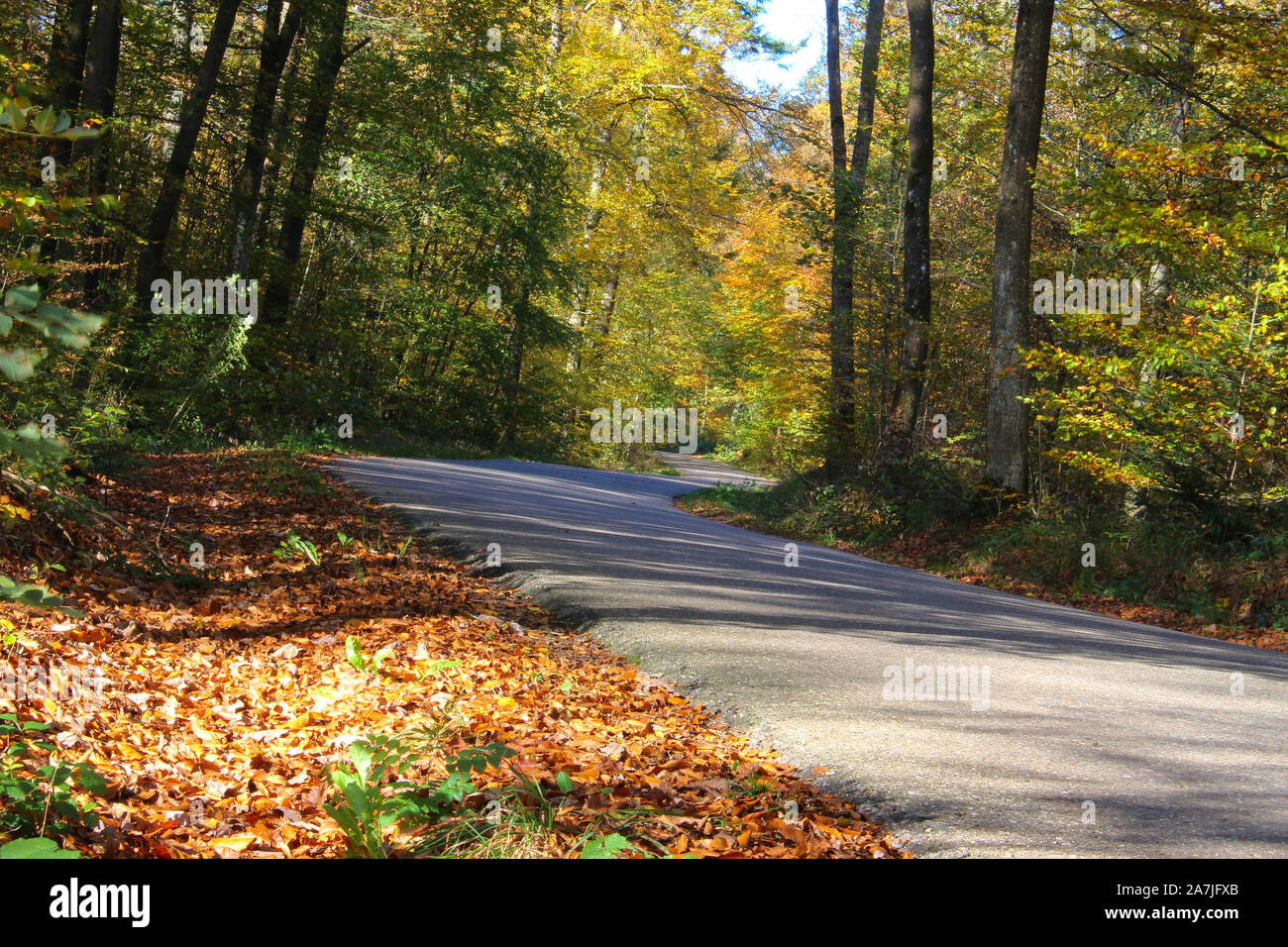Curva pericolosa su strada attraverso l'autunno foresta colorata, la messa a fuoco su oggetti in primo piano Foto Stock