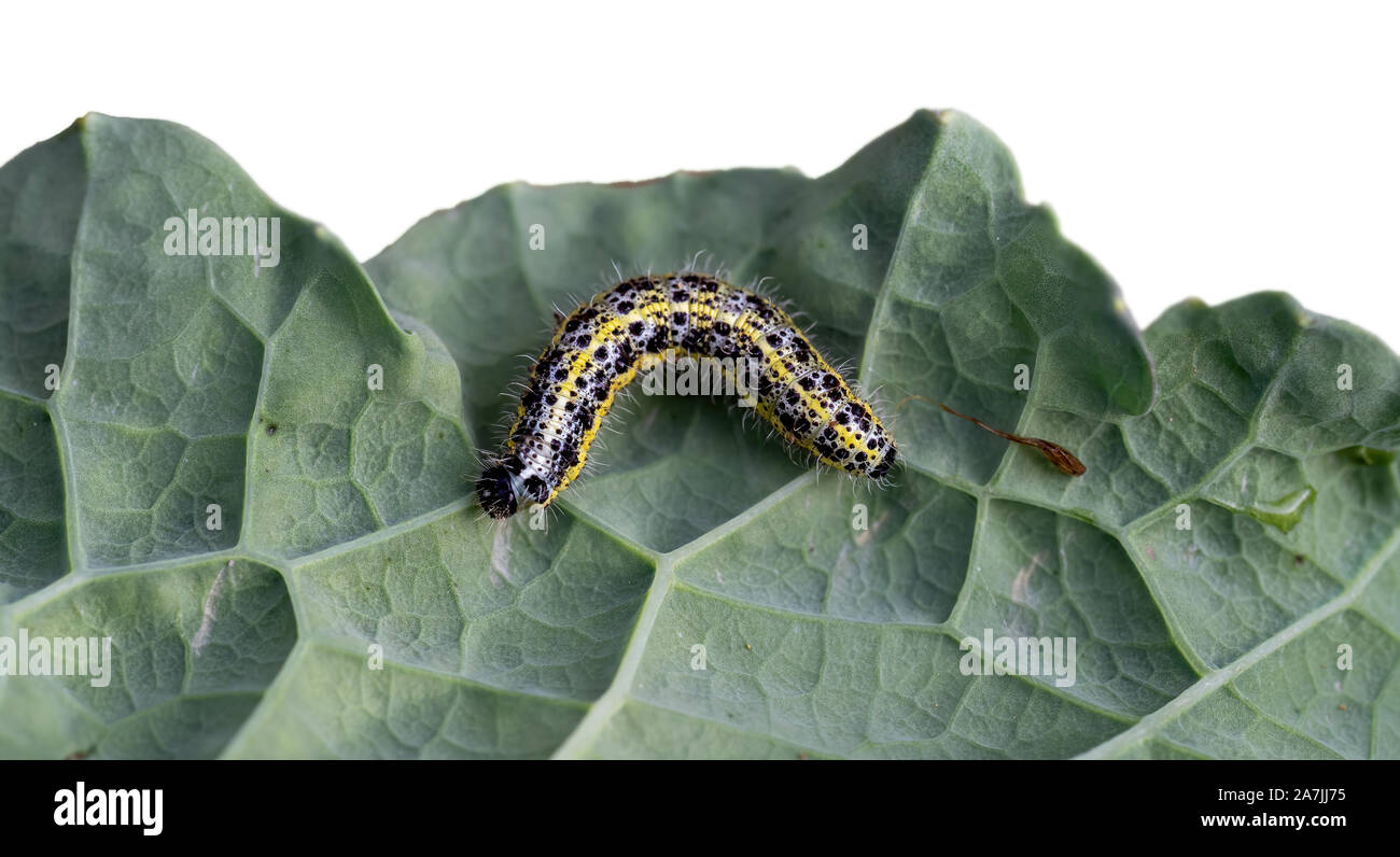Caterpillar da un grande cavolo bianco farfalla sulla foglia di cavolo, parte iaolated aganst bianco dietro. Sarcococca brassicae. Foto Stock