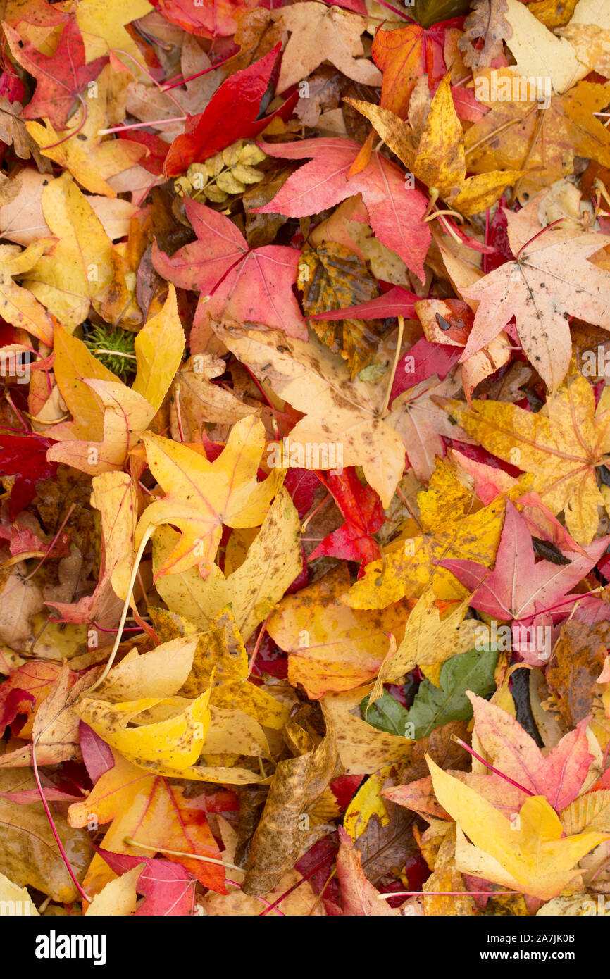 Lascia sul marciapiede che sono caduti in autunno dopo i forti venti e piogge pesanti. Il Dorset England Regno Unito GB Foto Stock